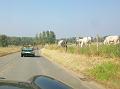 De namiddagrit verkennen we het Pajottenland en de Vlaamse Ardennen, met de Hellingen en Kasseistroken uit de Ronde van Vlaanderen (15)